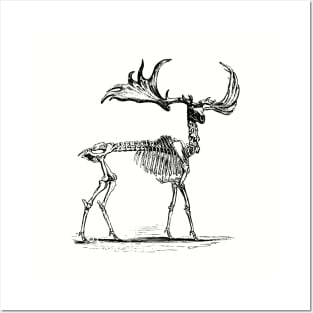 Deer Skeleton Posters and Art